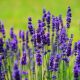 Manfaat Bunga Lavender untuk Tubuh dan Pikiran