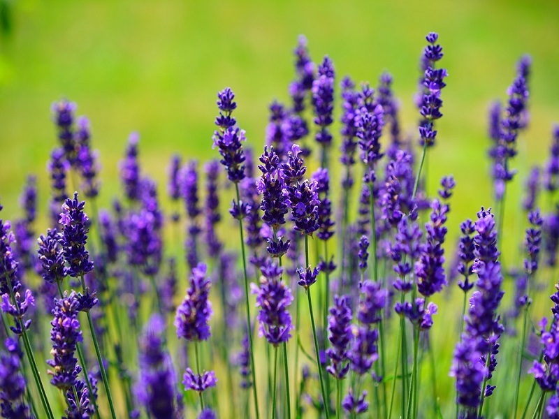 Manfaat Bunga Lavender untuk Tubuh dan Pikiran