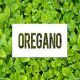 Oregano, Tanaman Herbal yang Sangat Hebat untuk Kesehatan