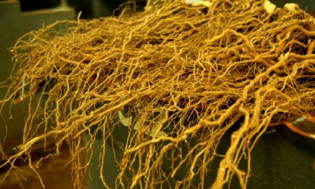 Akar Kava, Herbal dari Pasifik Selatan yang Bisa Melawan Penyakit Akut