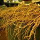 Akar Kava, Herbal dari Pasifik Selatan yang Bisa Melawan Penyakit Akut