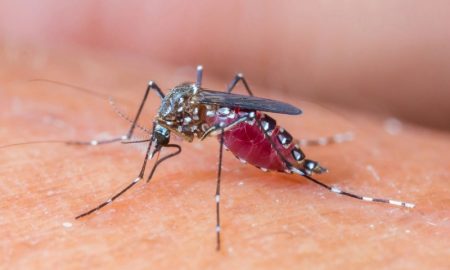 Cara Menghilangkan Bekas Gigitan Nyamuk dengan Herbal