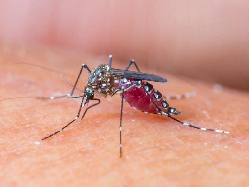 Cara Menghilangkan Bekas Gigitan Nyamuk dengan Herbal
