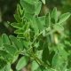 Apa itu Herbal Astragalus dan Apa Manfaatnya untuk Tubuh