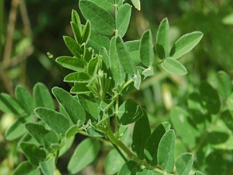 Apa itu Herbal Astragalus dan Apa Manfaatnya untuk Tubuh