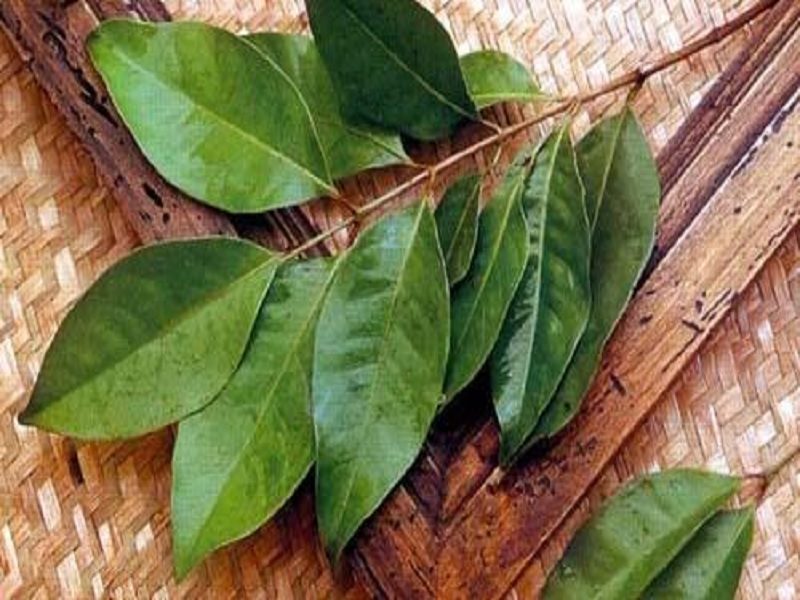 Rahasia Cantik dengan Daun Salam Buktikan Saja Tips 