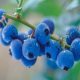 Cara Tampil Cantik Alami dengan Blueberry