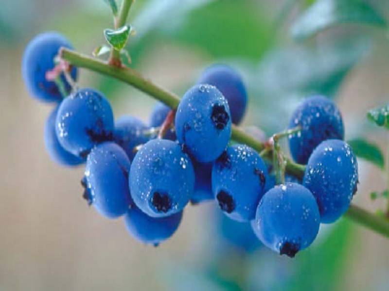 Cara Tampil Cantik Alami dengan Blueberry