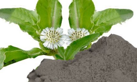 Manfaat Kesehatan dari Herbal Bubuk Bhringraj – Herbal Khas India