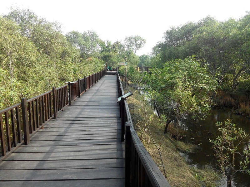 Wisata Hutan Mangrove Surabaya