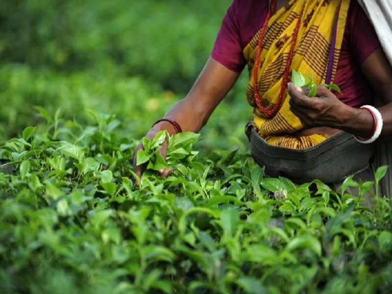 teh Assam sebagai teh herbal khas India