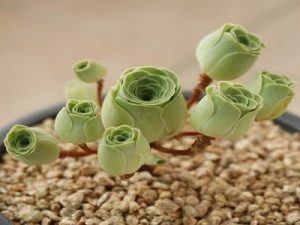 Euphorbia milii sebagai tanaman hias dan herbal