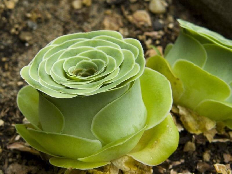 Euphorbia milii sebagai tanaman hias dan herbal