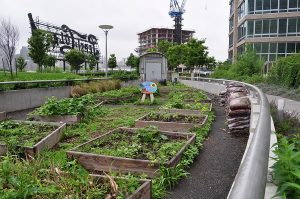 Gaya Hidup Urban Farming