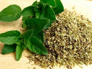herbal aman untuk penderita diabetes yang puasa