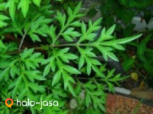 herbal daun kenikir sebagai obat dan sayuran