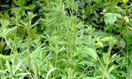 Manfaat herbal cleavers untuk kesehatan tubuh