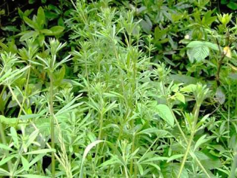 Manfaat herbal cleavers untuk kesehatan tubuh