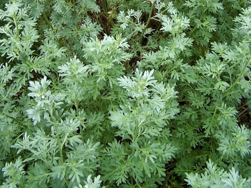 herbal daun kenikir sebagai obat dan sayuran