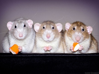 tikus menyebarkan penyakit untuk manusia