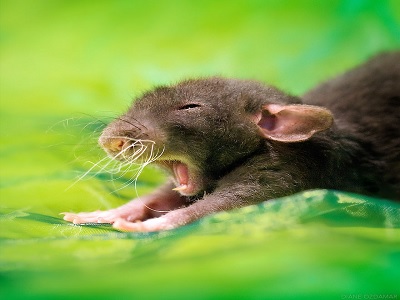 tikus menyebarkan penyakit untuk manusia