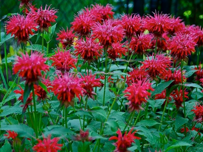 Kenalkan Ini Monarda Si Bunga Cantik untuk Obat Herbal 