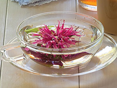 Monarda si bunga cantik untuk obat herbal.1