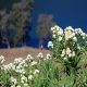 Disebut Bunga Abadi Ternyata Ini Rahasia Edelweiss!