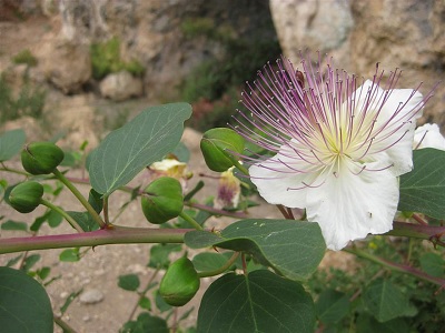 herbal cantik seperti bunga hias