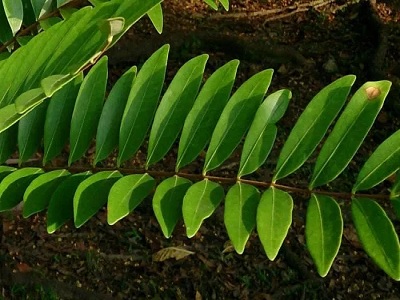 herbal penyembuh ajaib yang jarang digunakan