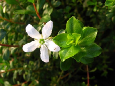 herbal penyembuh ajaib yang jarang digunakan.2