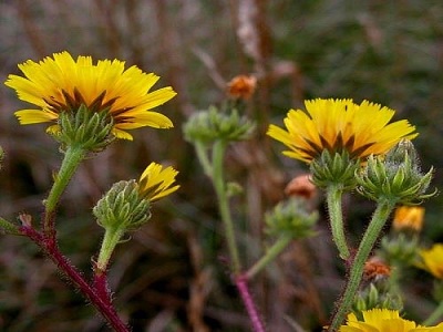 herbal penyembuh ajaib yang jarang digunakan.3