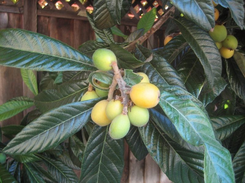 manfaat buah loquat untuk tubuh